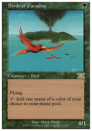Birds of Paradise