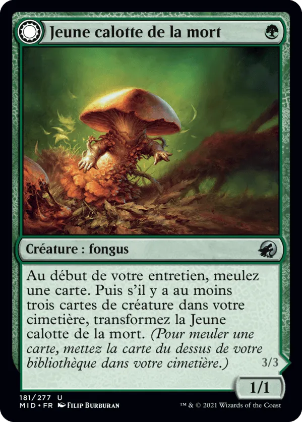 Jeune calotte de la mort